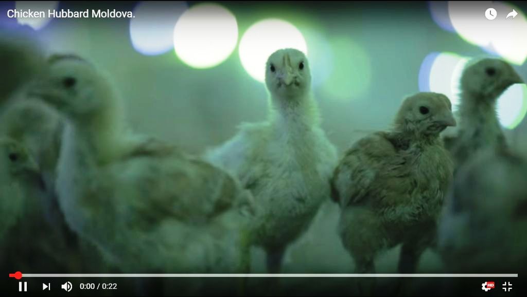 Video pui Hubbard
